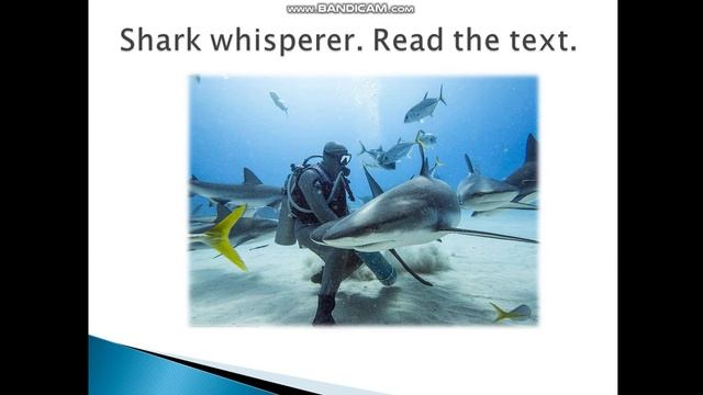 SHARK WHISPERER 11TH CLASS
