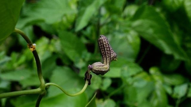 Mariposa Borde de Oro смотреть онлайн
