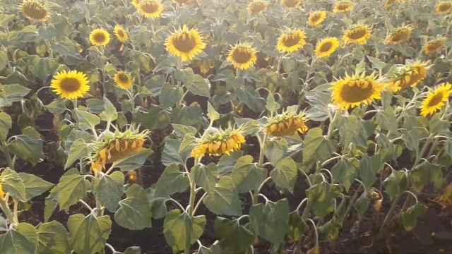 СУШ КОНКРЕТНА