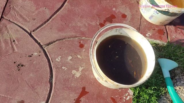 Первая подкормка чеснока!