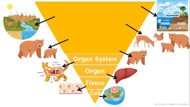 Levels of Biological Organization Song смотреть онлайн