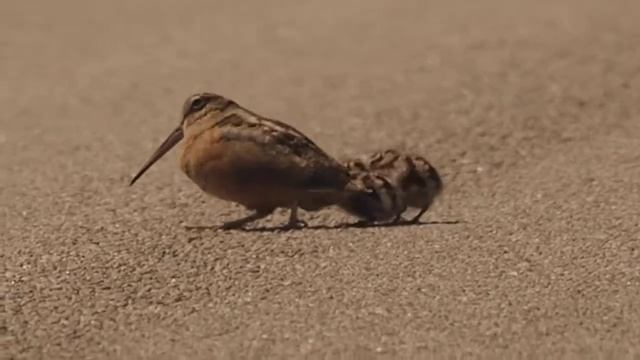 Dancing Woodcock смотреть онлайн