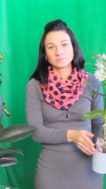 Перекись, для комнатных растений - лучшая подкормка смотреть онлайн