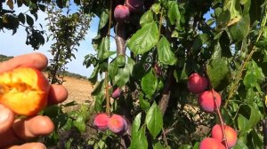 Слива диплоидная АУТОМН ГИГАНТ