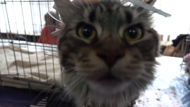 Котиков много не бывает! смотреть онлайн