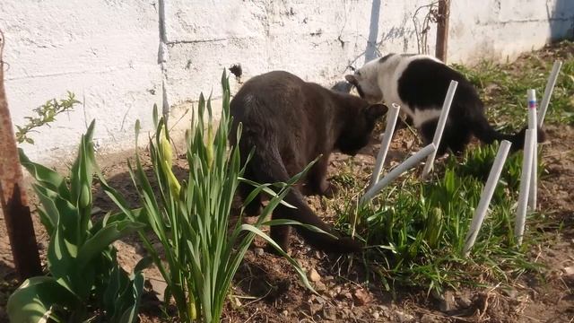 Мохнатые цветоводы смотреть онлайн