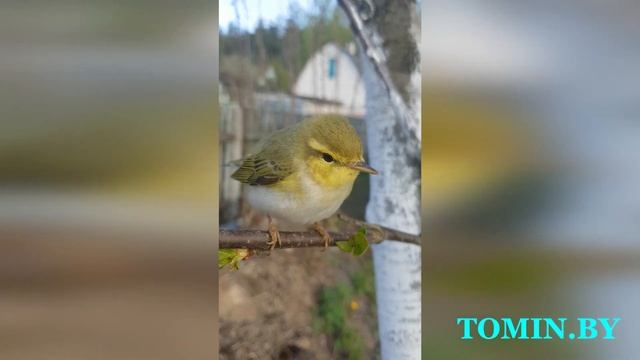 "Ручная" пеночка на даче под Брестом смотреть онлайн