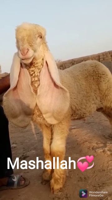 Pure Kajla Chatre No.1 || Kajla Chatra || Age 4.5 Month || For Sale 03204172196