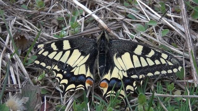 Swallowtail - Papilio machaon (Linnaeus, 1758) смотреть онлайн