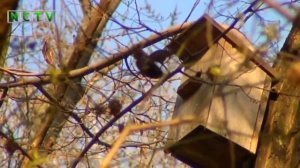 Скворцы прилетели!.mp4