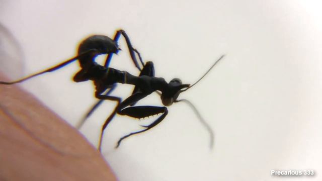 Ghosts nymph L1 (Phyllocrania paradoxa) смотреть онлайн