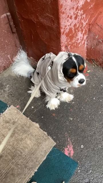 Собака не любит гулять в дождь, я его понимаю 🙄 а что делать .. смотреть онлайн