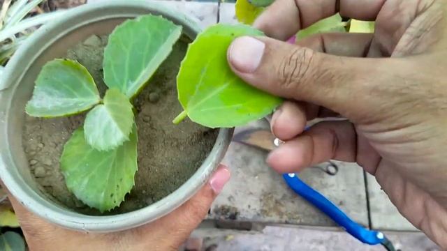 Houseplants for Beginners | Glossy Leaves Indoor Plants | Cissus rotundifolia Propagation смотреть онлайн