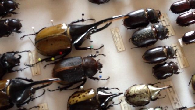 Dynastidae esotici1 смотреть онлайн