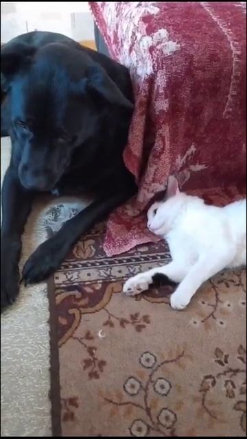 Кот дал леща собаке смотреть онлайн