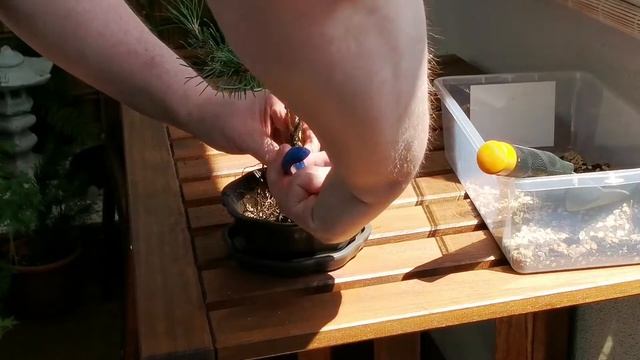 Mugo pine bonsai repotting смотреть онлайн