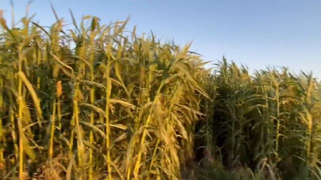 Dekara 10 Ton Şeker Sorgumu Mümkün mü? #ŞekerSorgumu смотреть онлайн