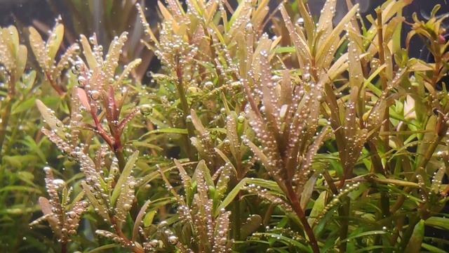 Rotala Rotundifolia смотреть онлайн