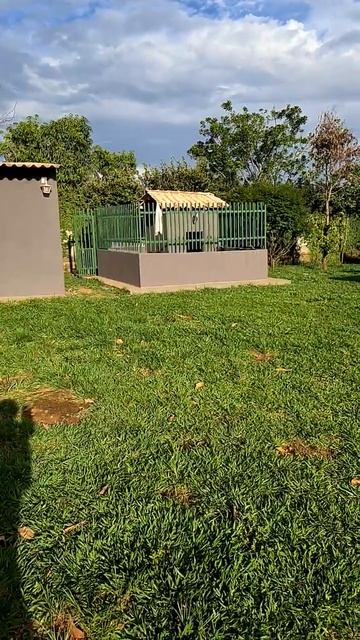 Guapuruvu Dispersão De Sementes