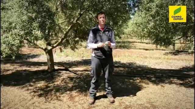 Tratamiento COMPO EXPERT para olivar en Beja смотреть онлайн