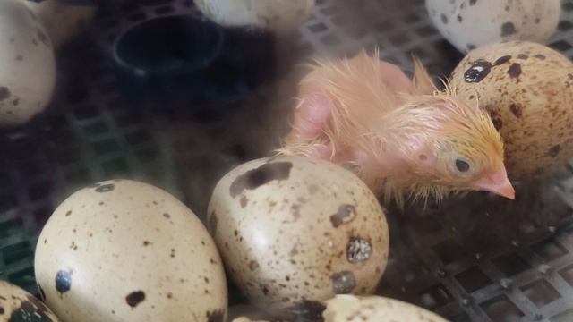 Вылупление перепелов в инкубаторе на 18 день. смотреть онлайн