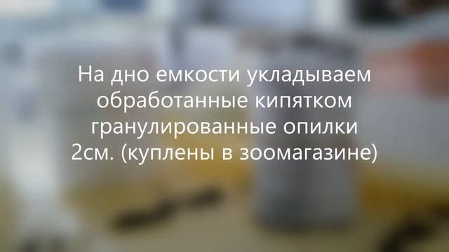 Рассада томатов до высадки в грунт смотреть онлайн