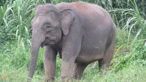 БОРНЕО. КАРЛИКОВЫЕ СЛОНЫ