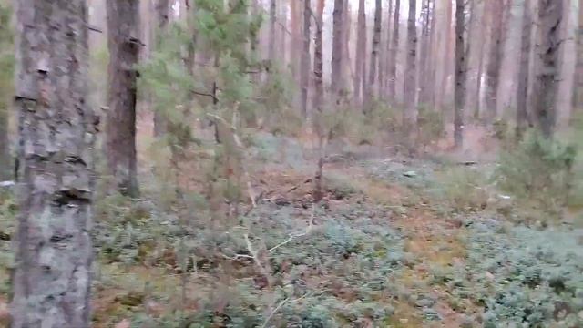 Поздняя осень. Прогулка с хаски в лесу и мысли в слух...