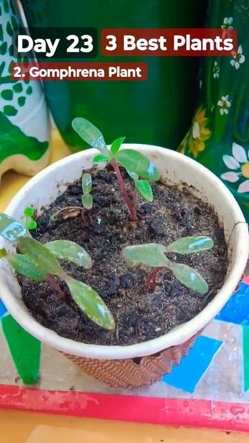 3 Best Plant from Seed - Summer Season #garden #floweringplant #trending #plants смотреть онлайн
