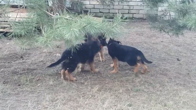 Баларис литтера И 2,5 мес 2019г(4) смотреть онлайн