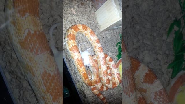 Corn Snake's 2 Mice Dinner! Ужин моего змея :) נחש תוקף