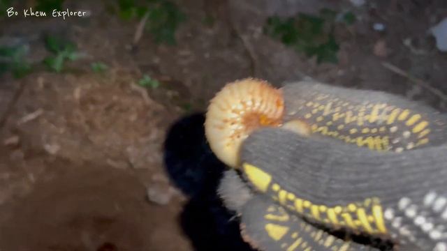 Capture and Observe One Smart Bullfrog | Giant Red Millipedes, Huge Worms and Beetles|! #insects смотреть онлайн