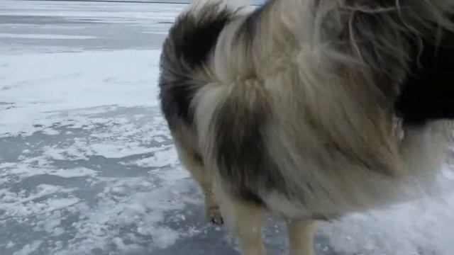 рыба смотреть онлайн