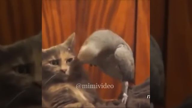 Попугай жжет смотреть онлайн