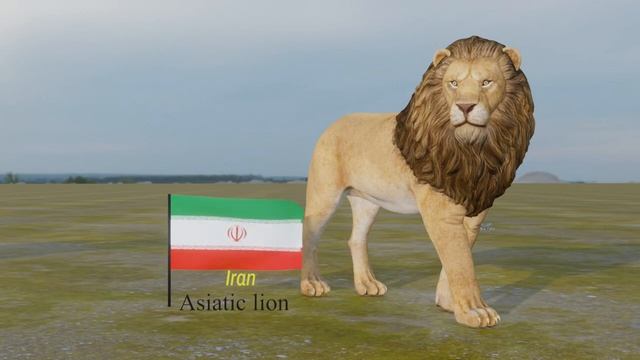 National Animals of Countries | 3d Animation смотреть онлайн