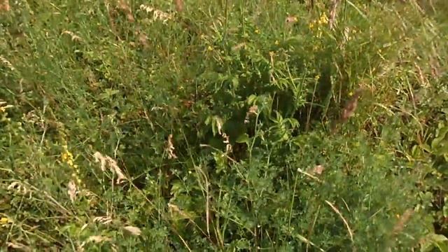 SAM 3655 ЗЕМЛЯНИКА смотреть онлайн