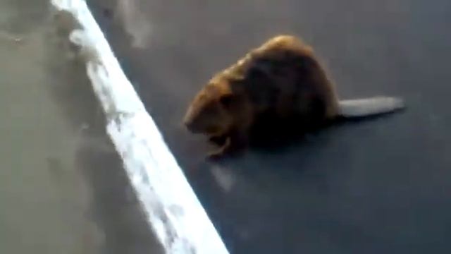 БОБЕР!ЭТО БОБЕР!