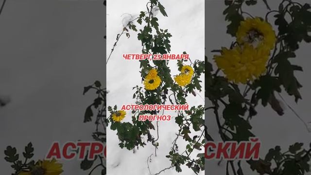 Прогноз по знакам зодиака на 25 января смотреть онлайн