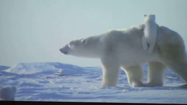 Не дадим исчезнуть этой красоте смотреть онлайн