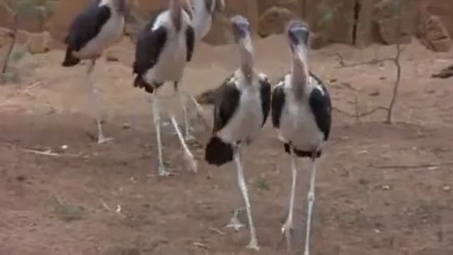 пьяные.flv смотреть онлайн