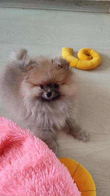 Девочка Померанский шпиц Миледи🔥 в поиске ответственных владельцев,цена 120 т.р.Доставка возможна🤗 смотреть онлайн