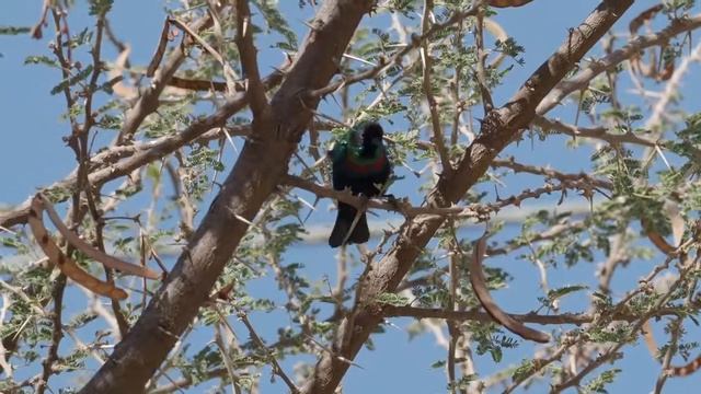 Cinnyris Hellmayri التمير العربي Arabian Sunbird