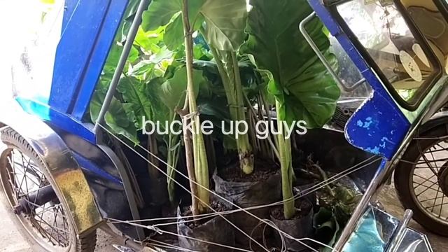 Paghahalaman parang pagmamahalan😂 plantito na si TataysikelTV смотреть онлайн