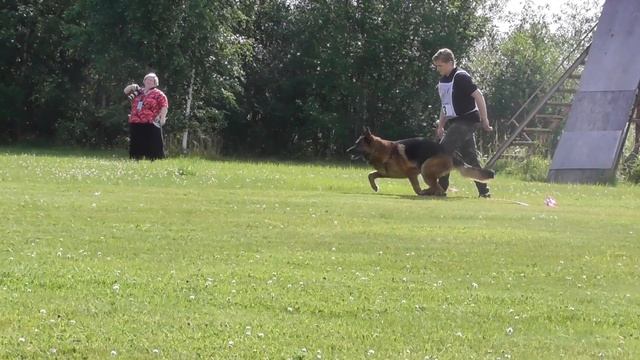 Проверка поведения,рабочий класс,кобели,