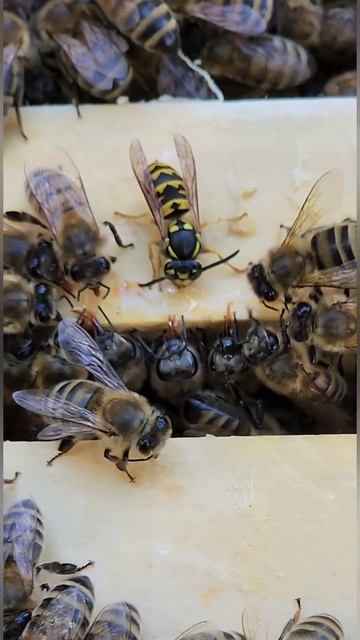 Оса vs пчелы: кто кого? #пасека #пчеловодство #тверскаяобласть #мёд #насекомые #оса смотреть онлайн