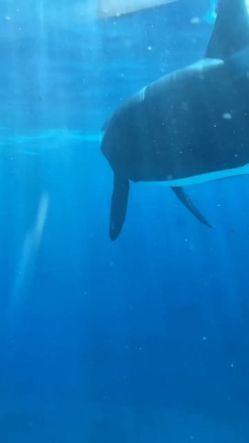 Makani during Dine with Orcas at SeaWorld San Diego August 10, 2023 смотреть онлайн