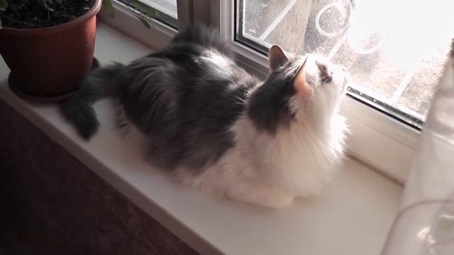 кот и птицы за окном смотреть онлайн