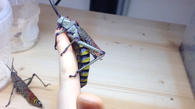 Phymateus aegrotus смотреть онлайн
