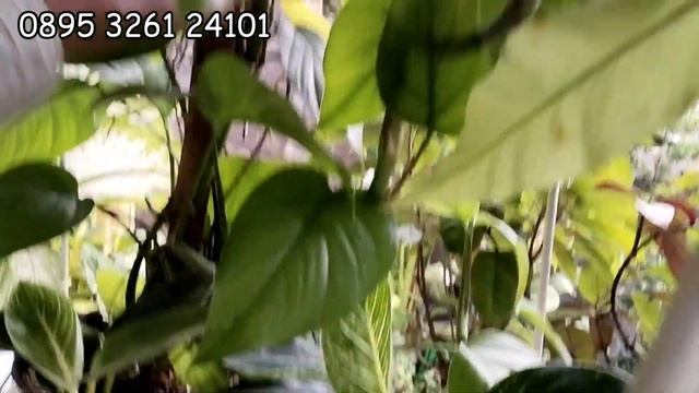 Part 2 Koleksi Lengkap Banyak Jenis Dengan Harga Murmer