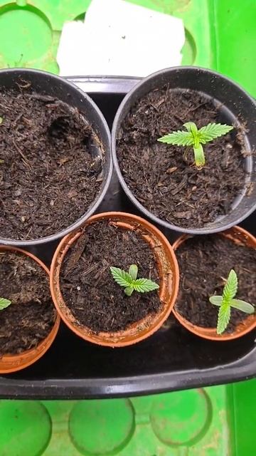 ⚡⚡ 7 ème jour ⚡⚡ смотреть онлайн